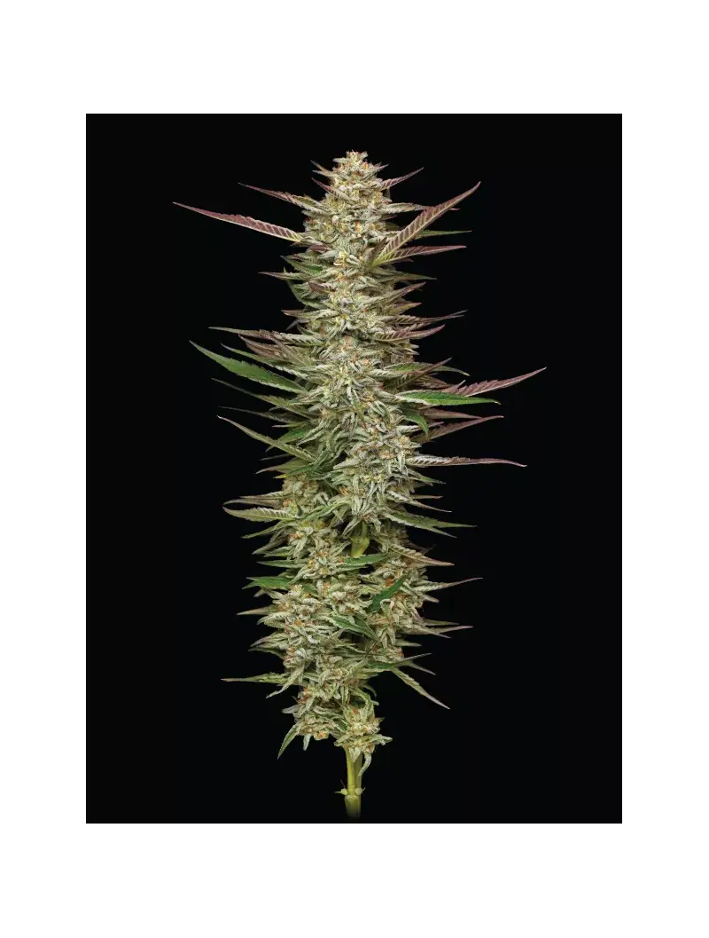 Gazzurple, Фасовка: 3